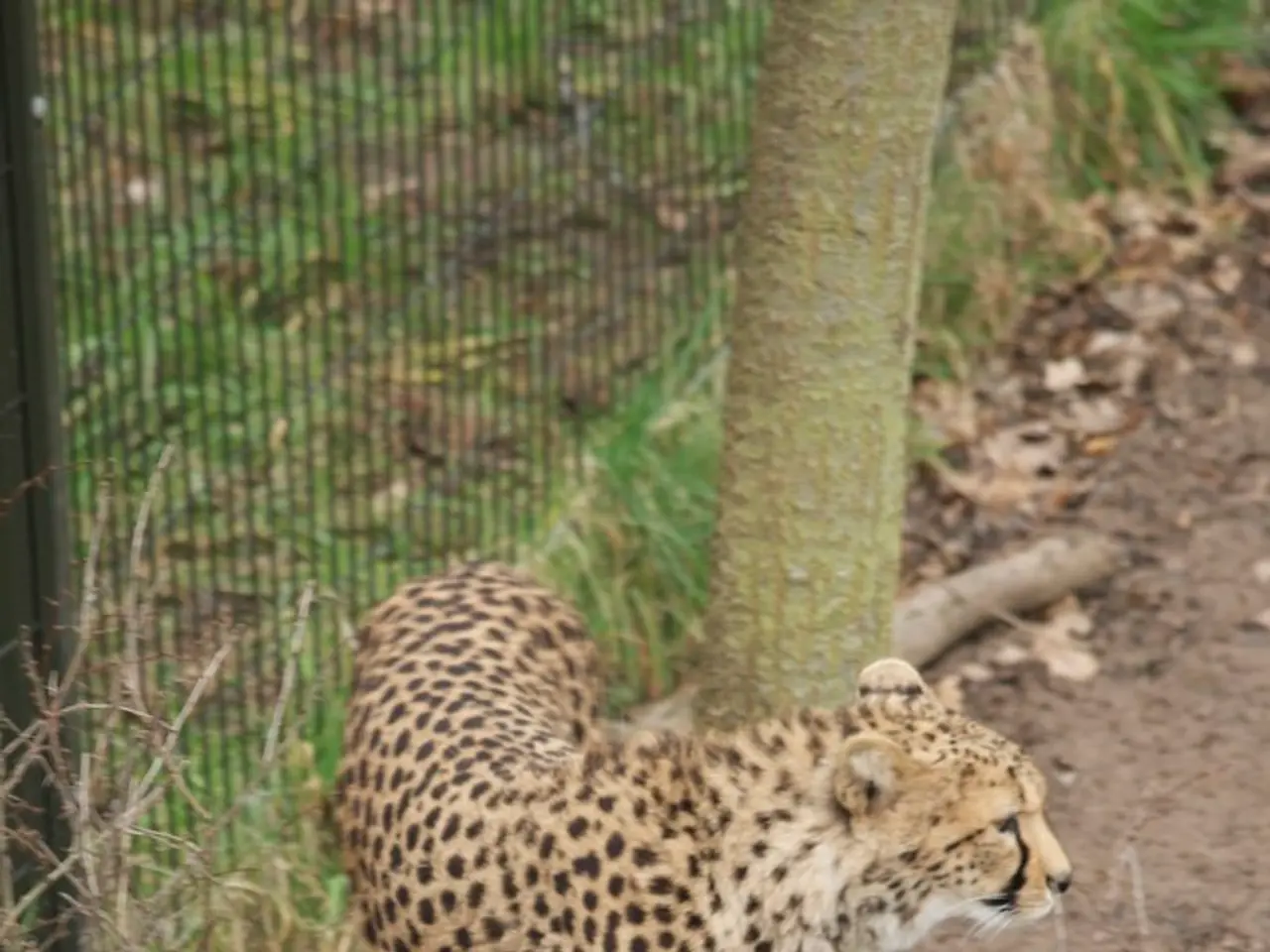 Amended Duplomp law re-introduced for scrutiny, potential for repeal under consideration?