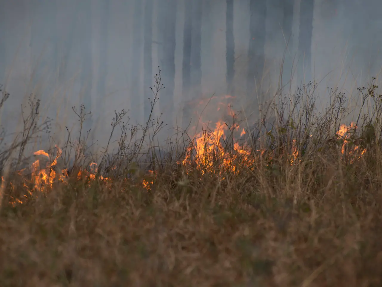 Local resident Taunussteiner intends to eliminate unwanted vegetation by burning hedges
