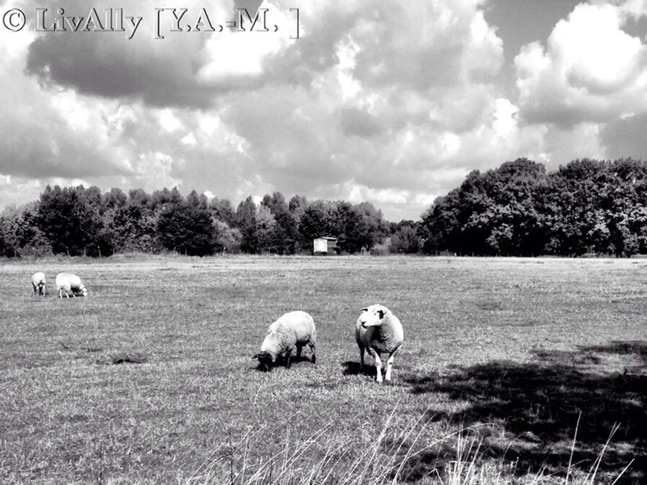 Policies aiming for net zero emissions may potentially lead to thousands falling into poverty...