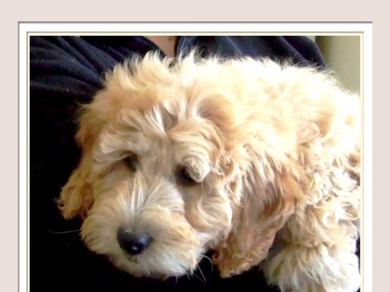 Comparative Analysis of Belgian Malinois and German Shepherds: Examining Working Canines