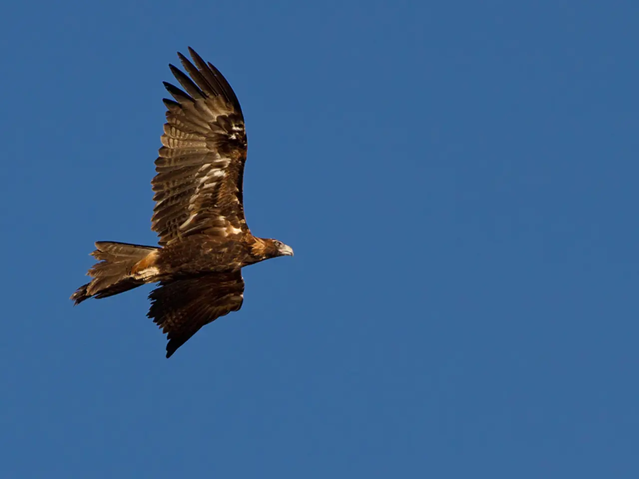 US-led coalition alleged to have eliminated high-ranking IS member in Syria's northwest region