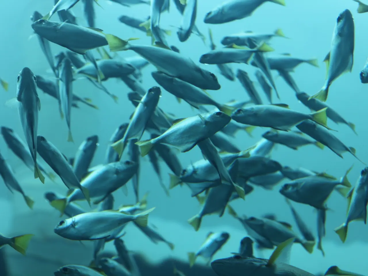 DFO's salmon catch surpasses 300 thousand metric tons