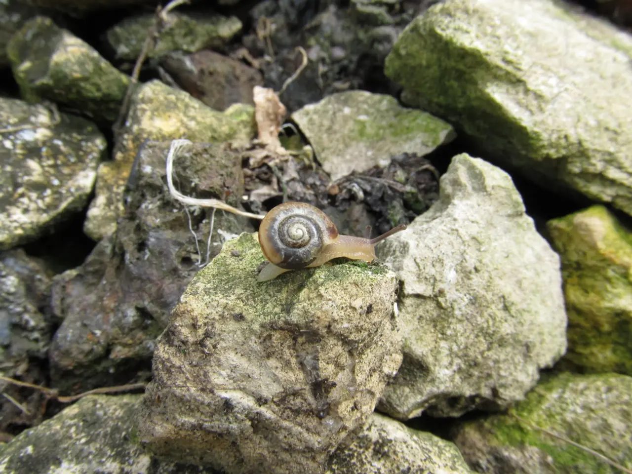 International Ricochet Championship Held in Scotland Marred by Allegations of Doctoring Competition...