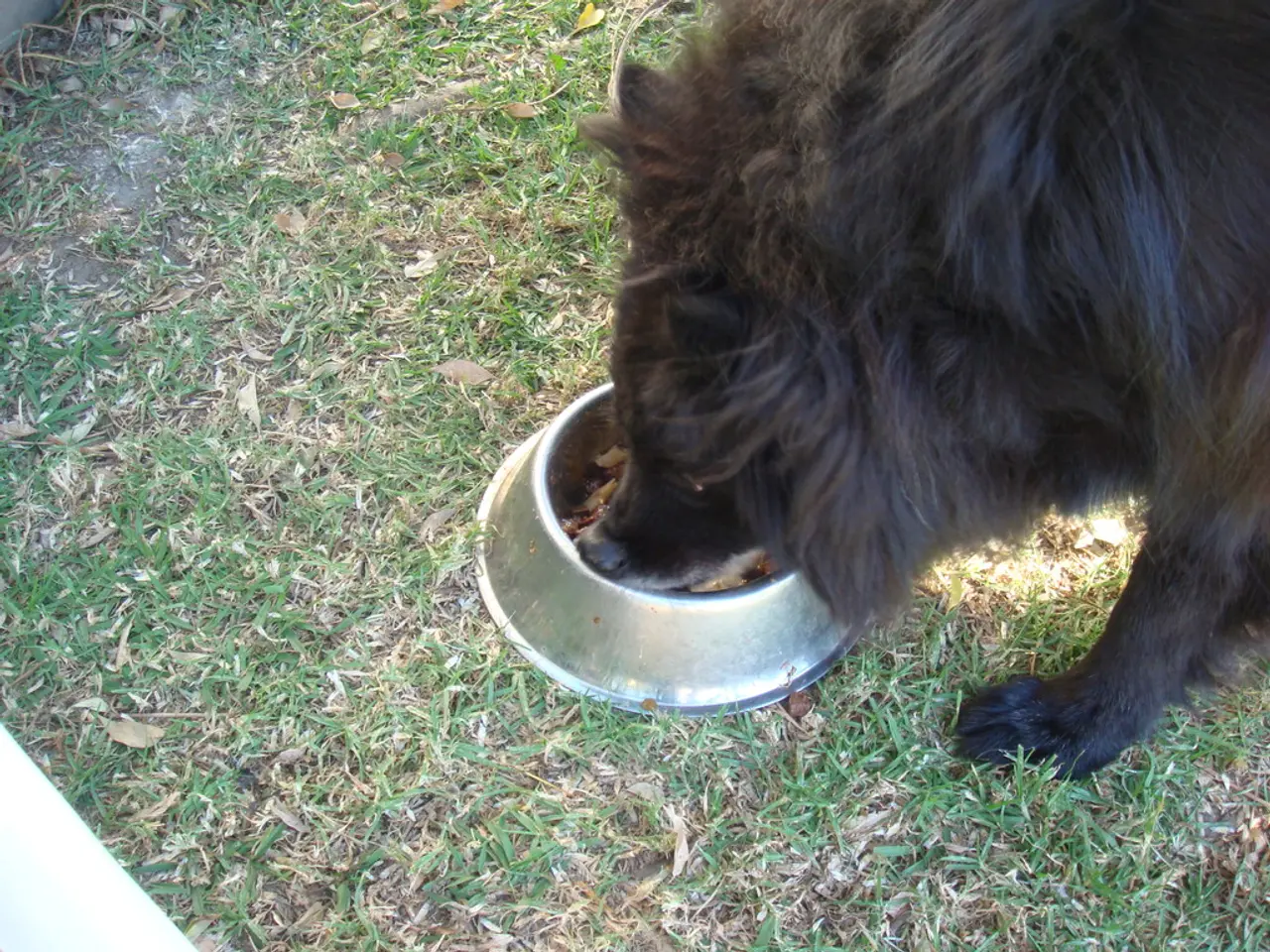 Participants battling the African plague crisis in Estonia will have their remains distributed to...