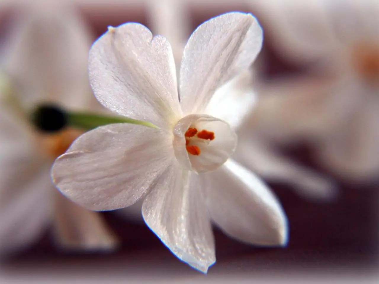 Update on Pollenflug Moers: Multiple pollen types in circulation on Friday - Identifying the active...