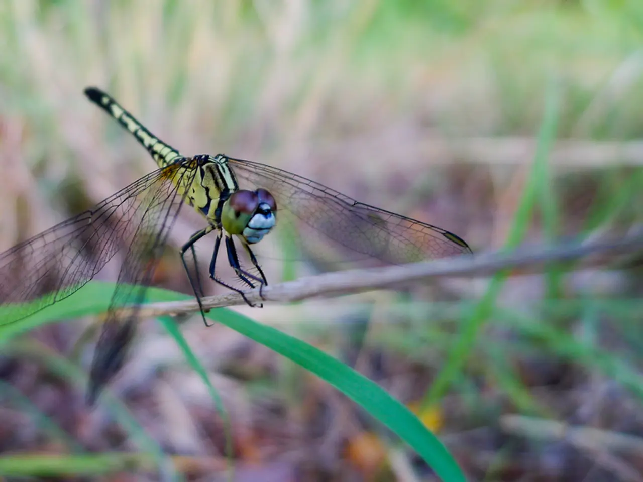 Explore the exhilarating fusion of Fortnite and Dragon Ball in this epic collaboration