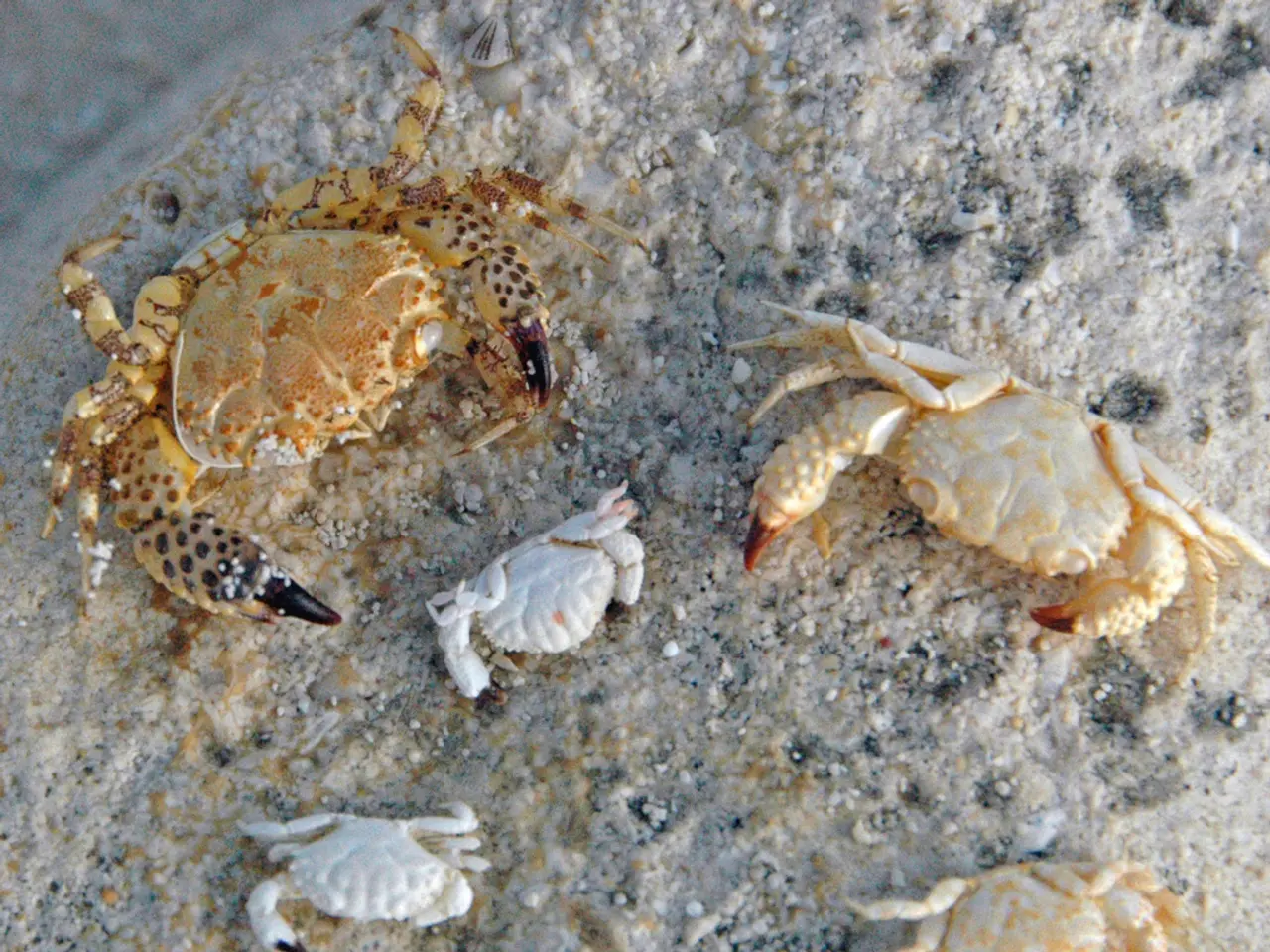 "Klaus Meine, from The Scorpions, details the creation of 'Wind Of Change.' During composition, he...