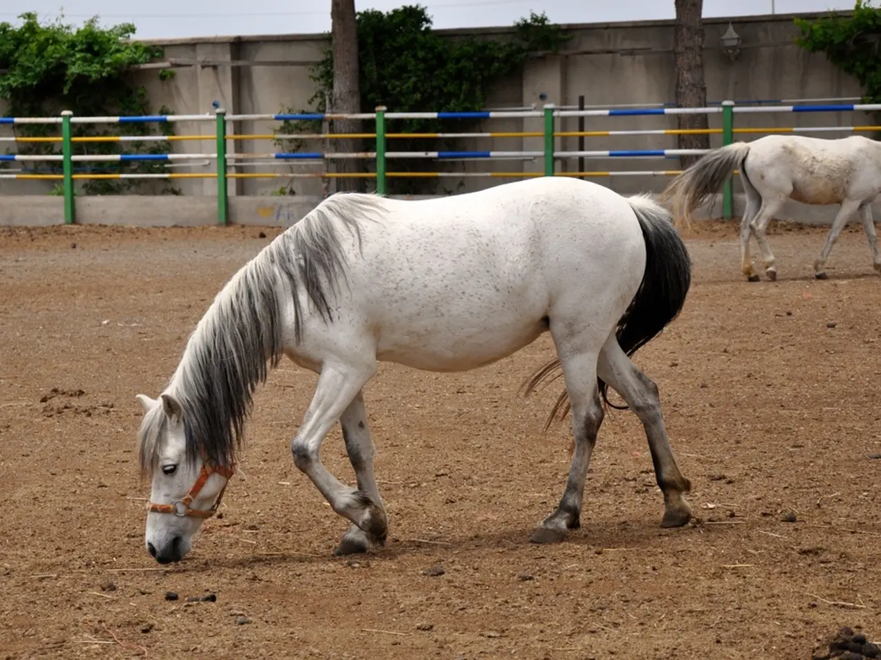 Champion hurdle victor, Golden Ace's dam, slated for auction at Goffs in December.