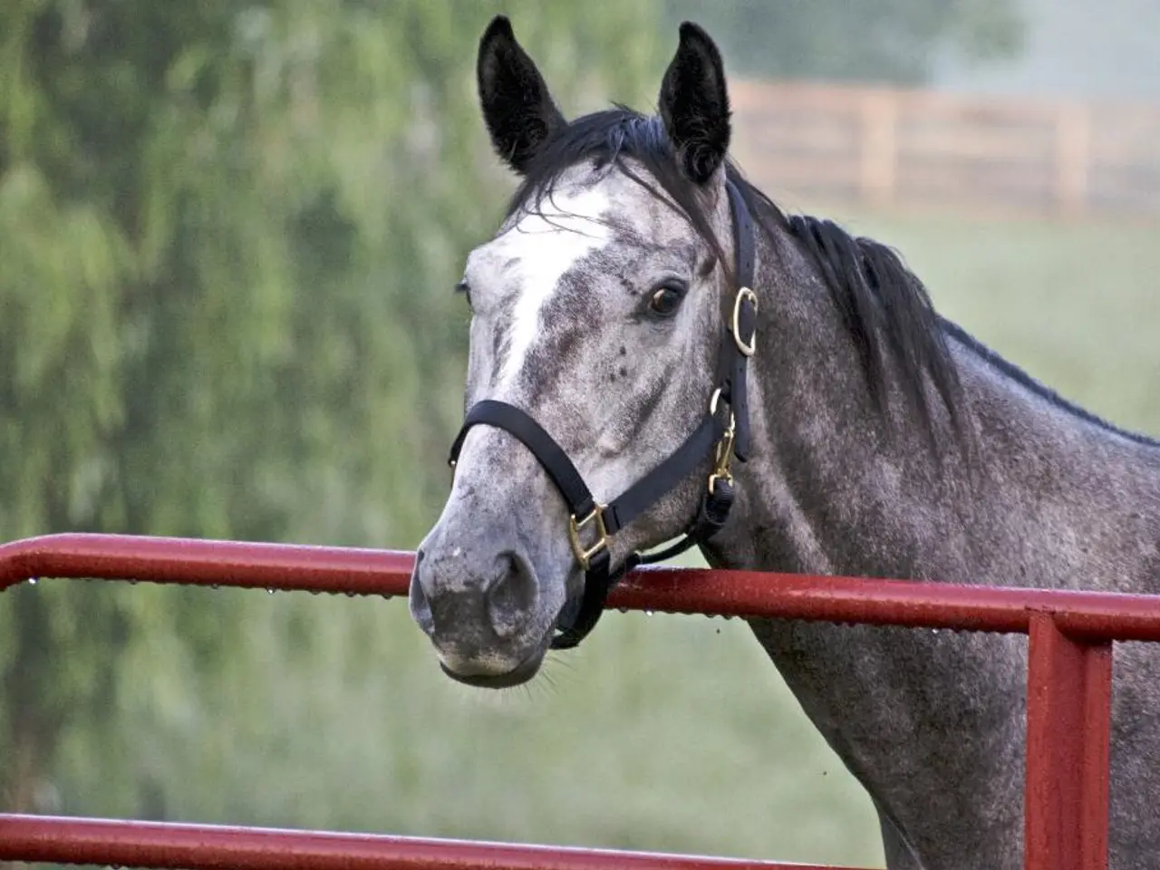 In this image there is a horse behind the fence. Right side there is a fence on the grassland. Left...
