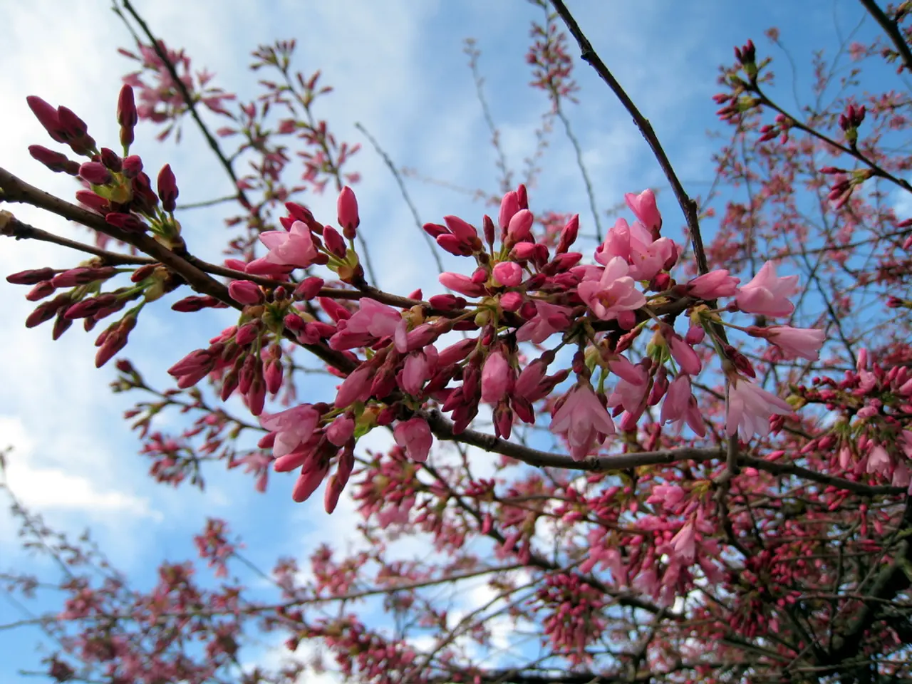 In this image I can see in the middle there are pink color flowers and buds. At the top it is the...