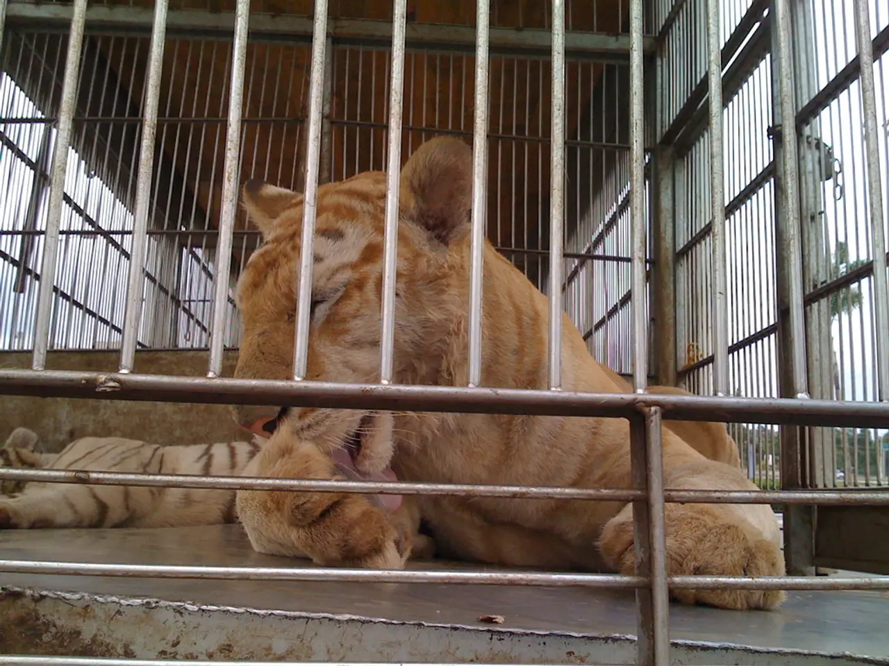 In this image we can see tigers in the cage.