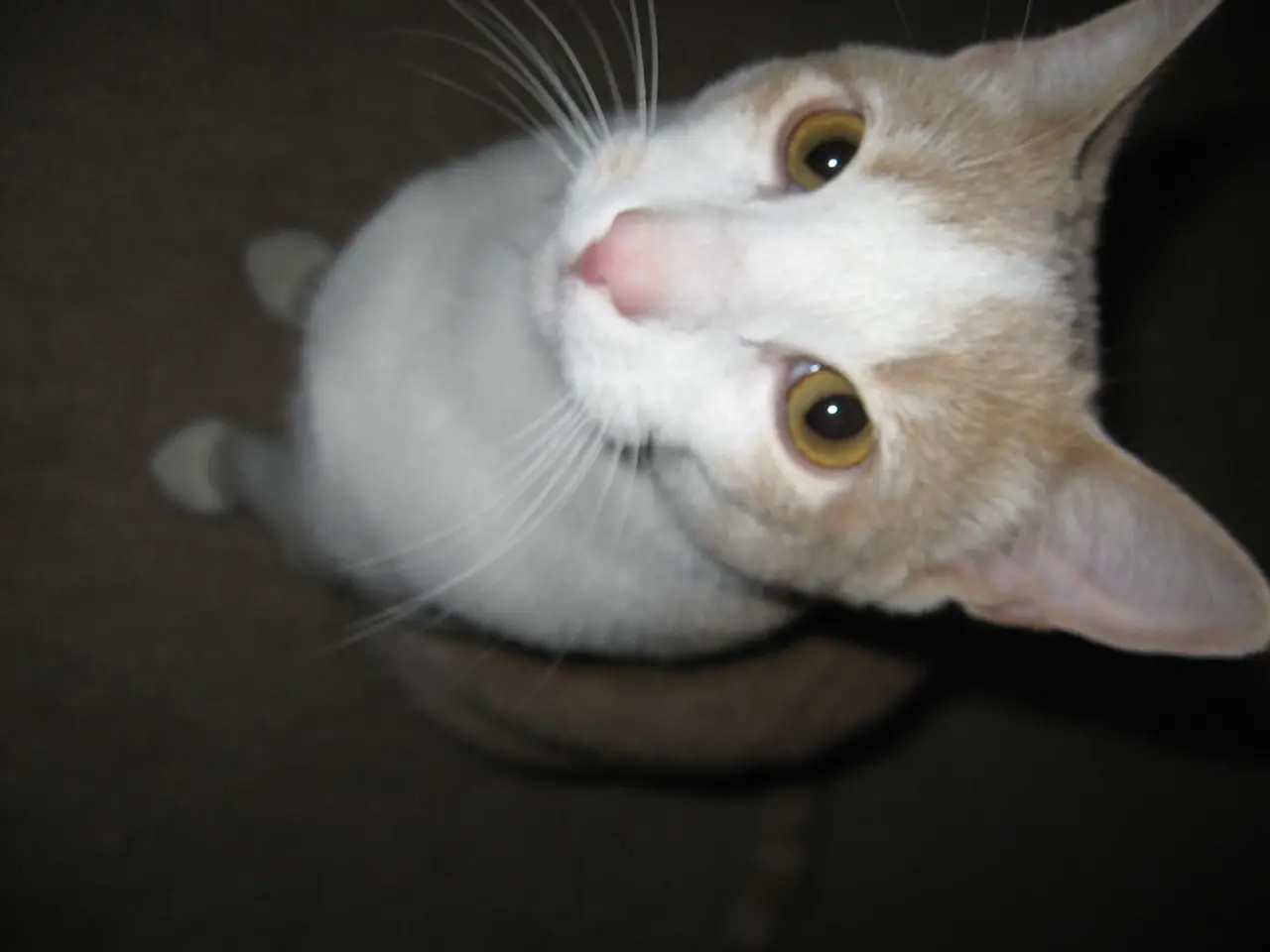 It is a cat in white and brown color.