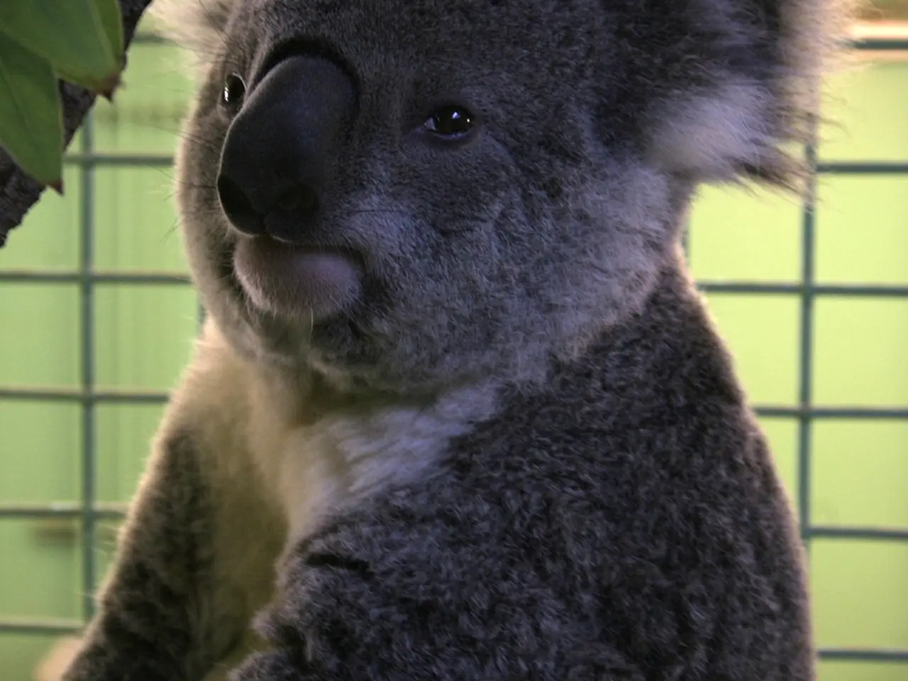 This image consists of an animal. It looks like a koala. It is in black color.