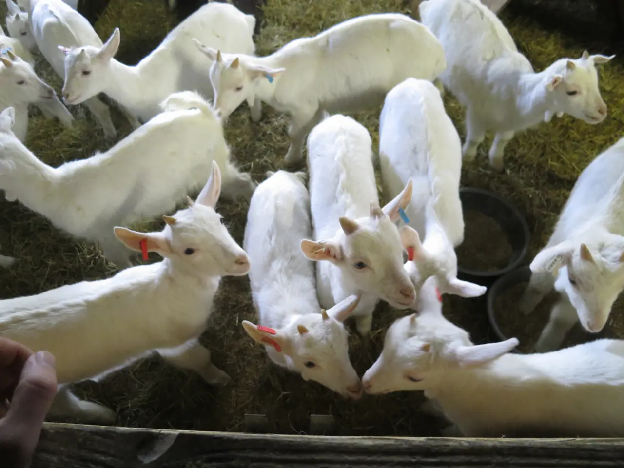 In this picture there are few goats which are in white color and there is a fence wall in front of...