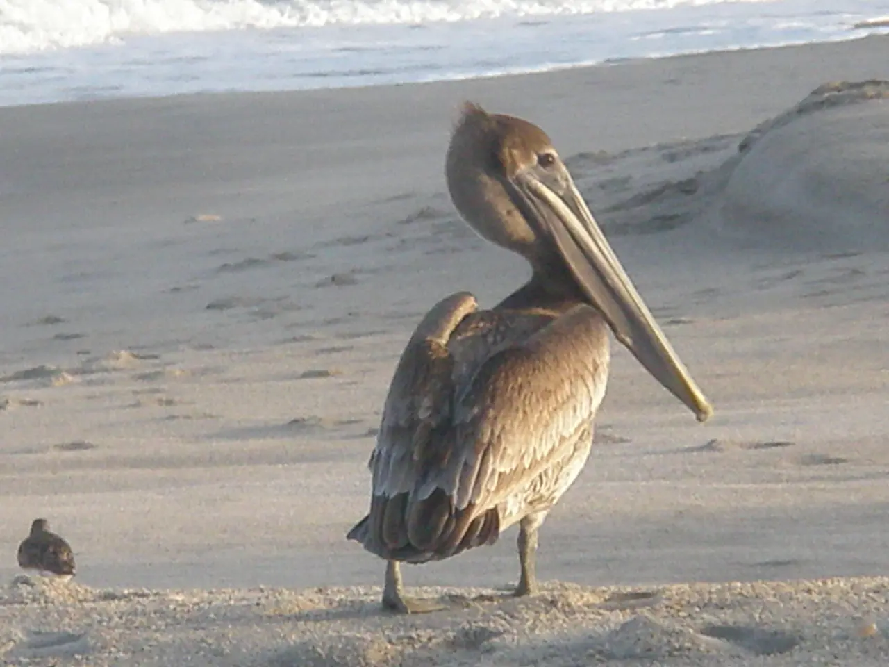 At the bottom of this image, there are two birds on a sand surface. In the background, there are...