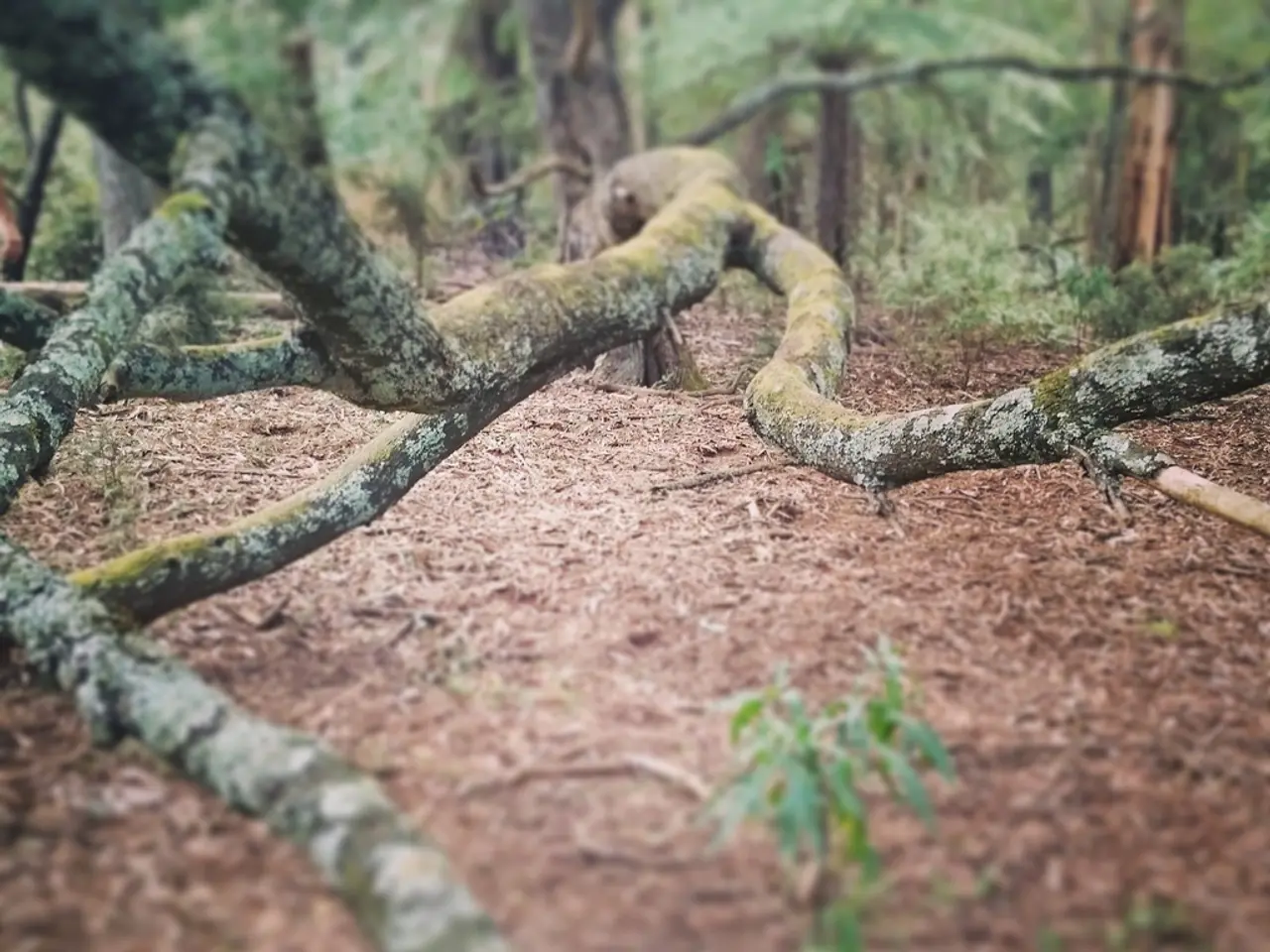 In the foreground of the image there are tree branches. In the background of the image there are...