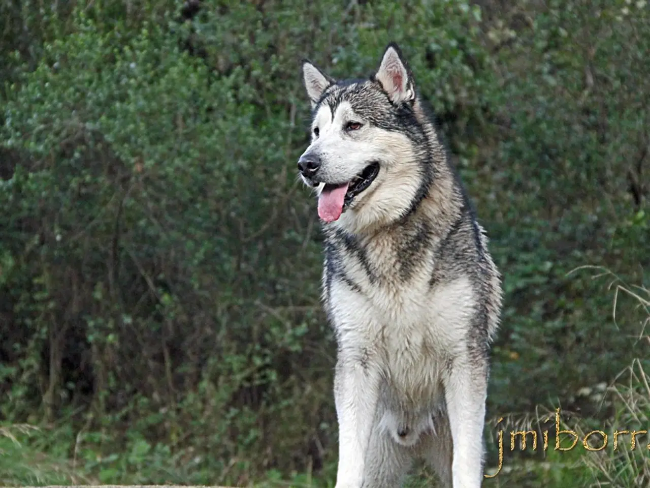 In this image I can see a wolf in the foreground, trees and plants in the background of the image....