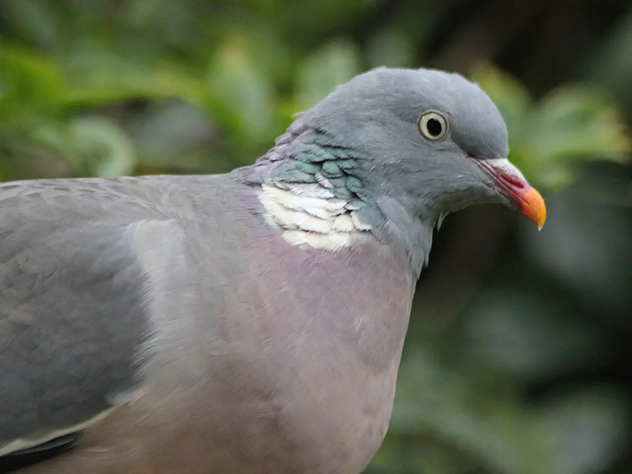 Here, we can see a stock dove sitting, in the background there are some plants.