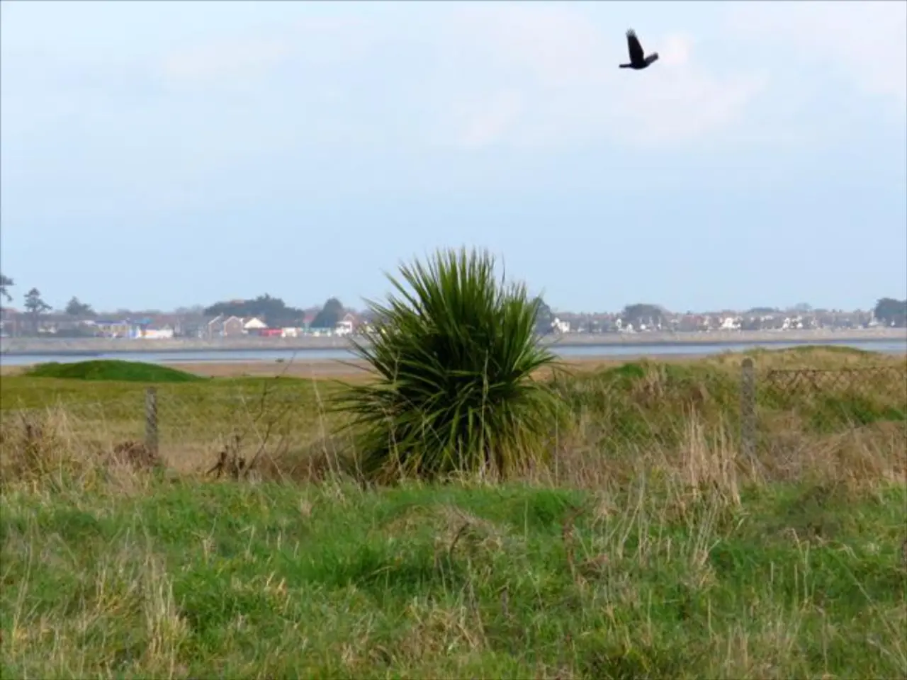 Land is covered with grass. Far there are houses and trees. Here we can see a mesh and plants. Bird...