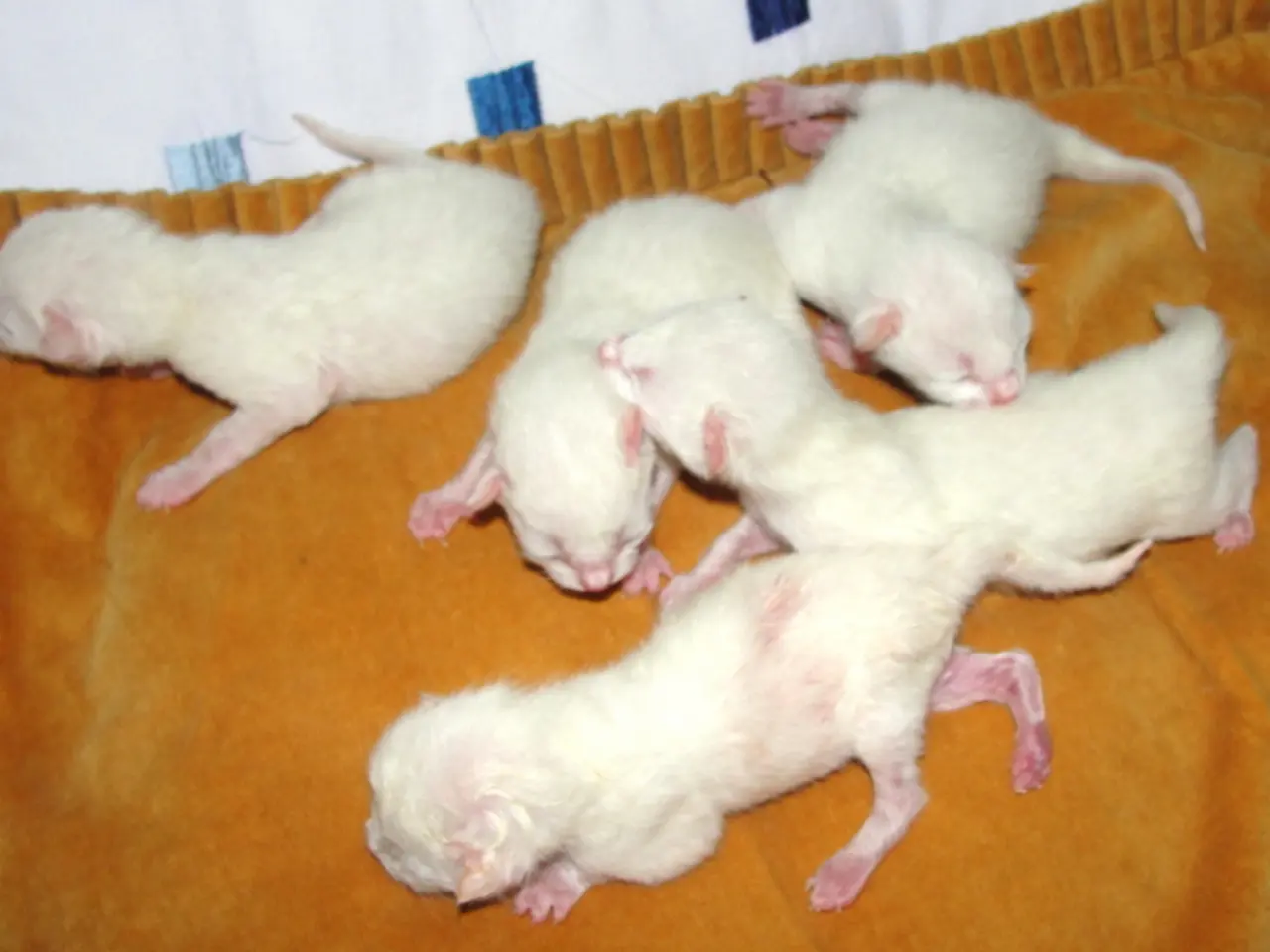 In this picture there are rats. At the bottom there is an orange and white color cloth.