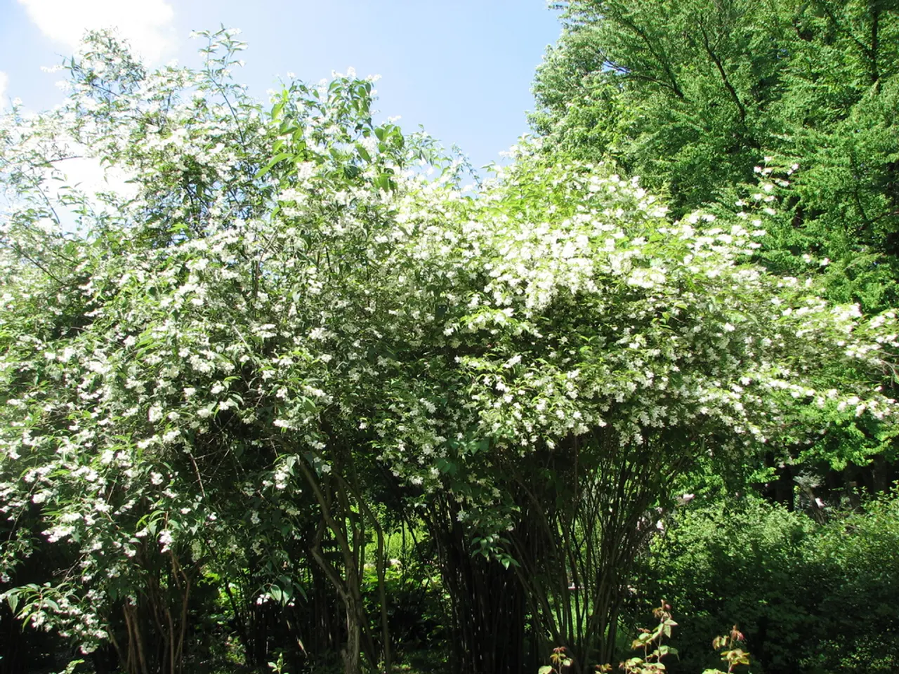 In this image there are trees and the sky is cloudy.