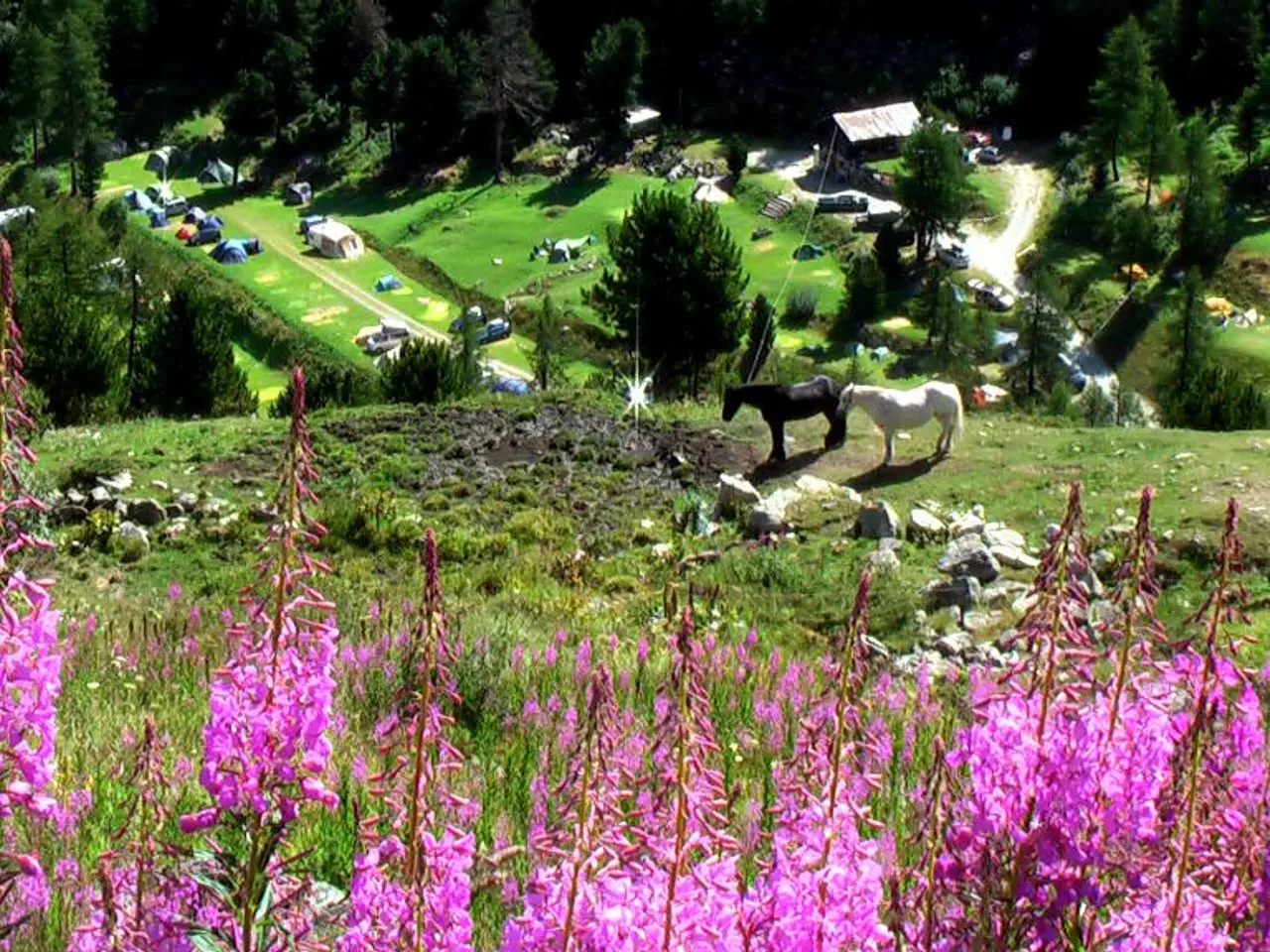 In this picture I can observe two horses which are in black and white colors. I can observe some...
