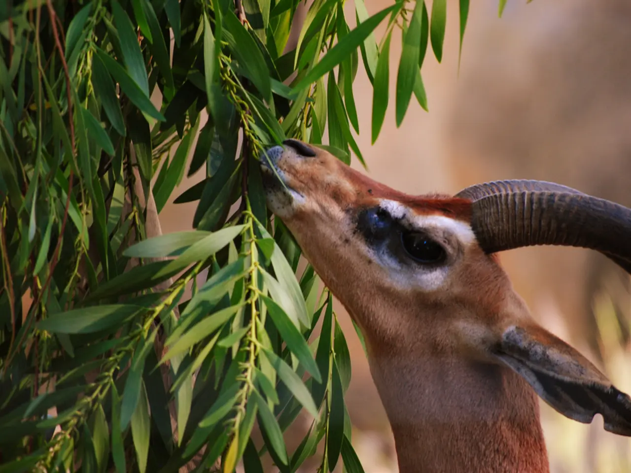 In this picture, we see the impala is grazing the leaves. On the left side, we see the trees. In...