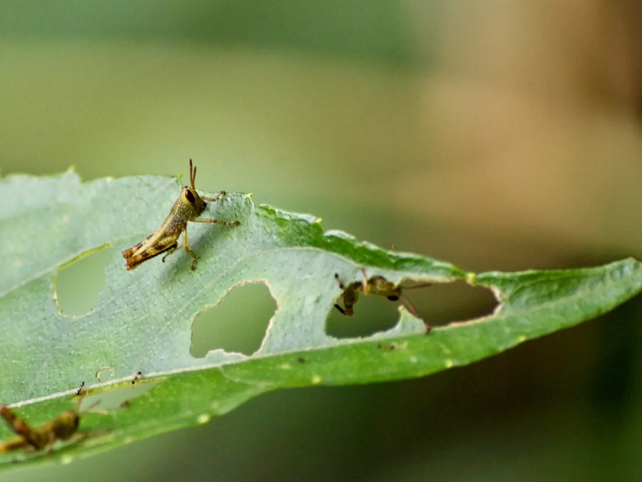 In this image we can see some insects on the leaf and the background is blurred.