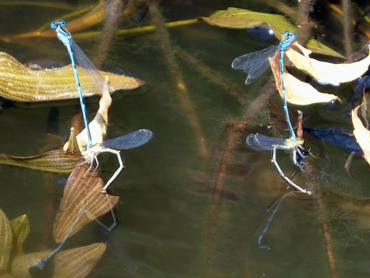 In this image at the bottom there is one pond, in that pond there are some insects and some water...