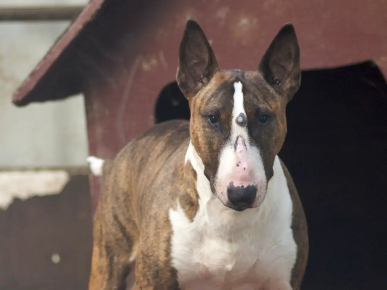 In this picture we can see the brown and white color dog standing in the front and looking into the...