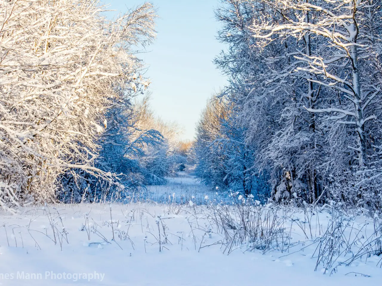 As we can see in the image there is snow, plants, flowers, trees and sky.