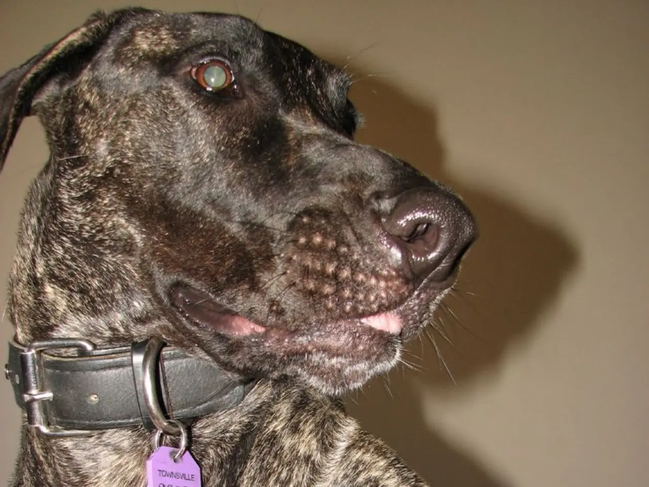 In the center of the image there is a dog. At the background of the image there is wall.