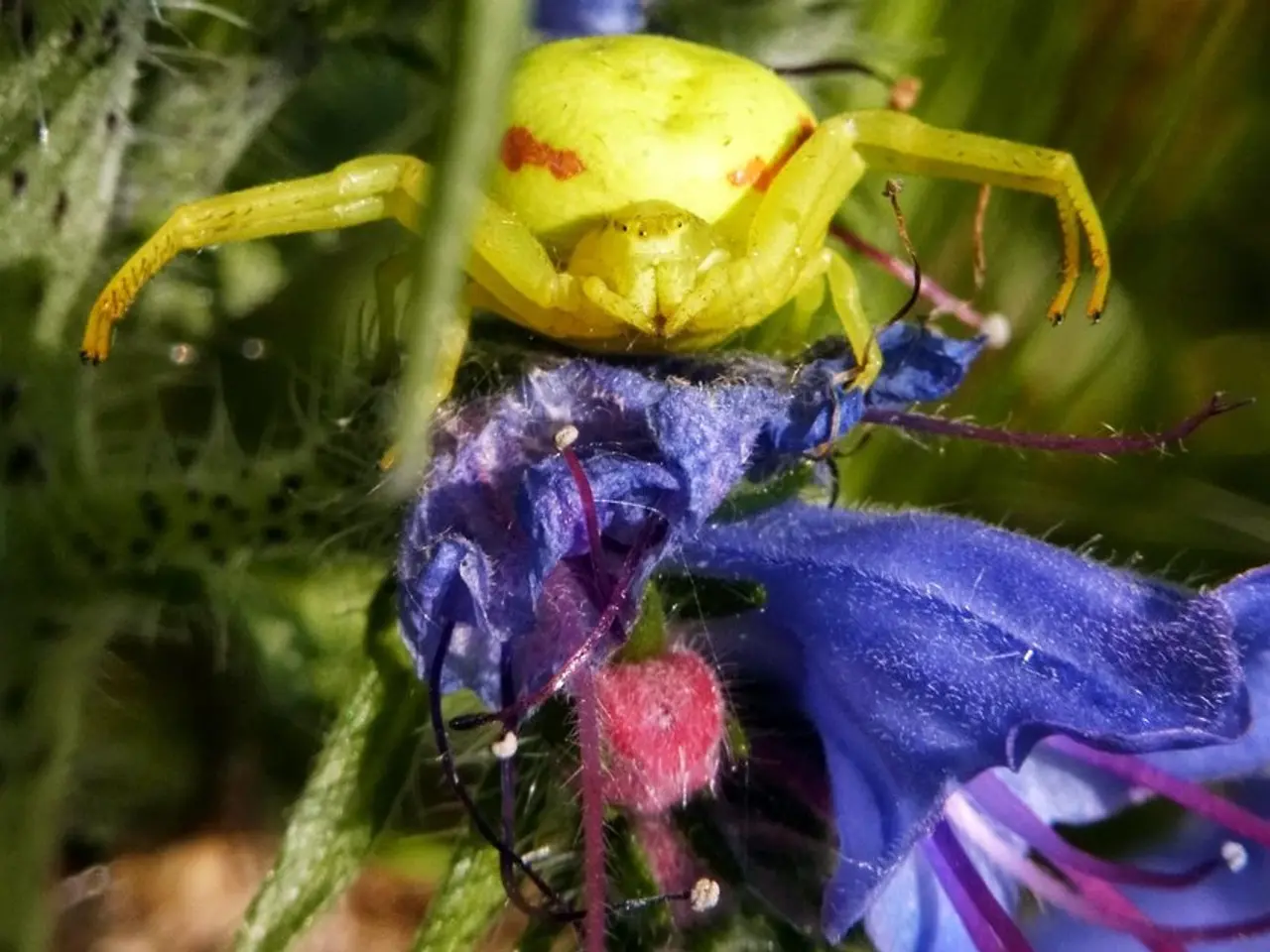 In this image there is an insect on the flower.