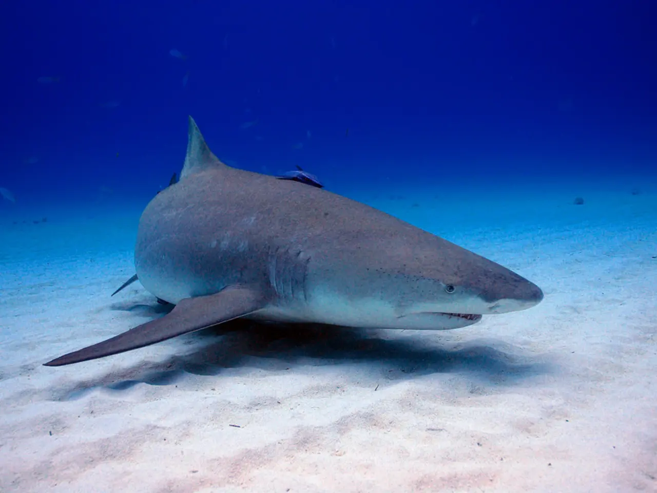 In this picture there is a dolphin in the center of the image, in the water.