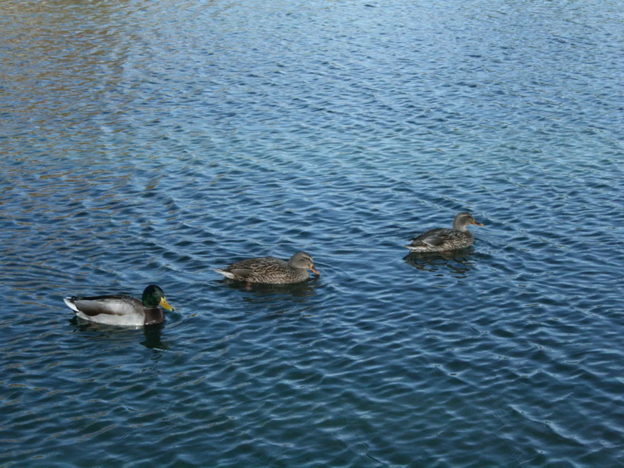 This picture is clicked outside the city. In the foreground we can see the ducks in the water body...
