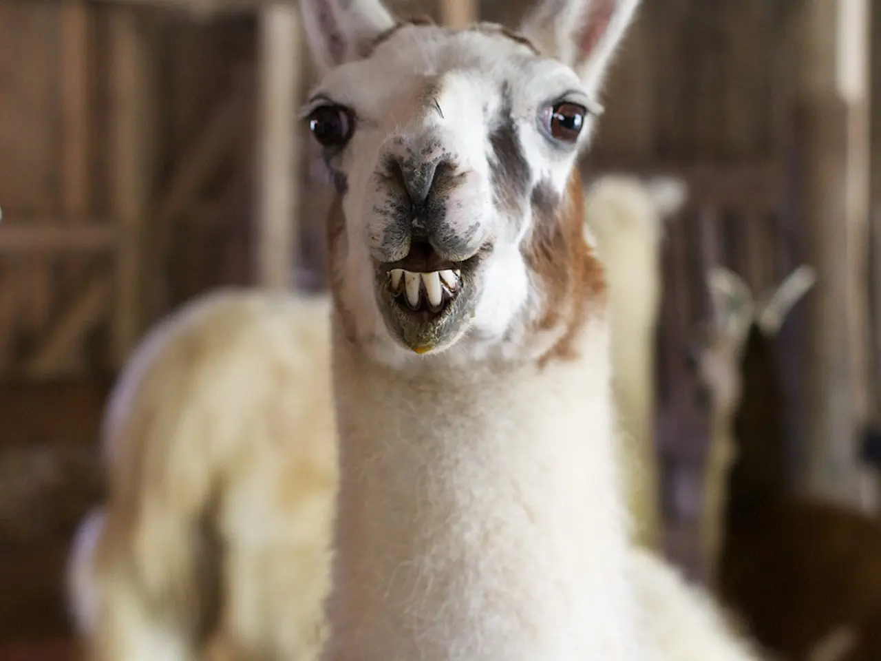 In this image in the foreground there is an animal, and there is a blurry background.