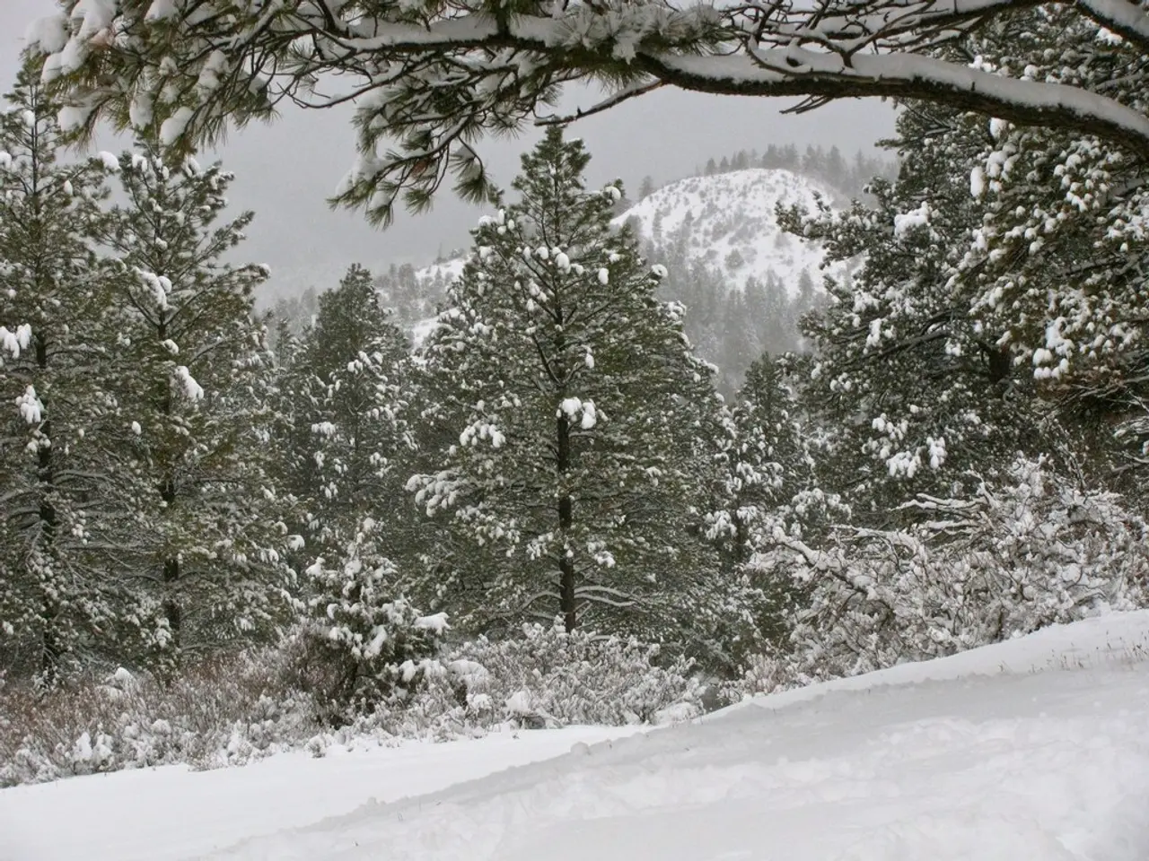 As we can see in the image there is snow, trees and sky.