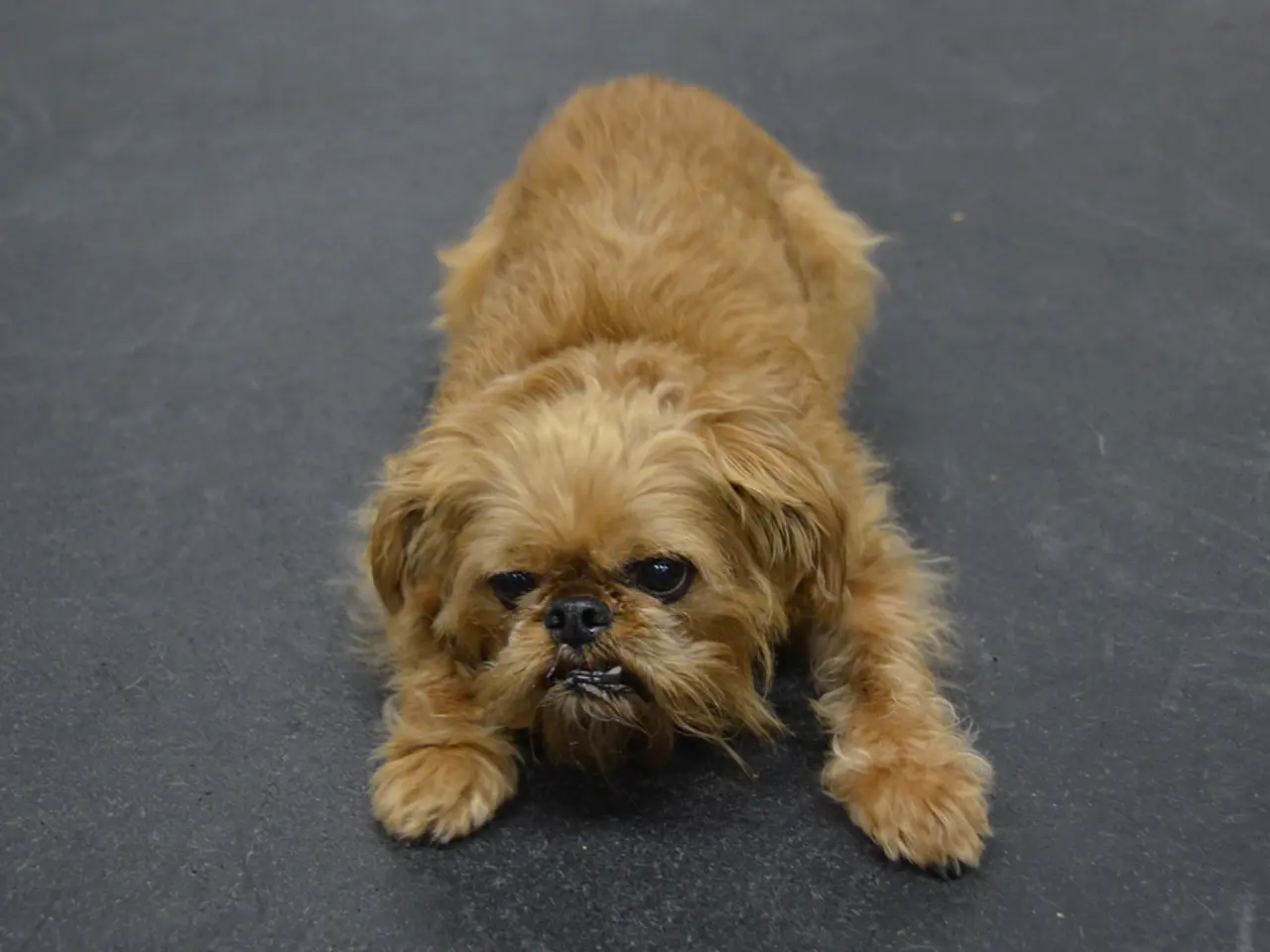 In this image we can see a dog on the road.