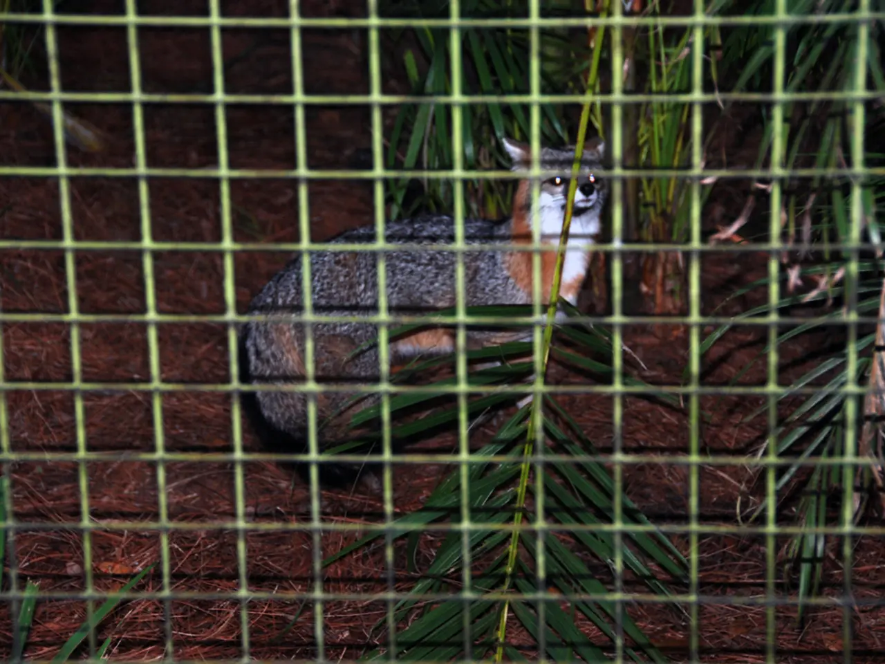 In this image, I can see an animal and there are plants. In front of the animal, I can see the...