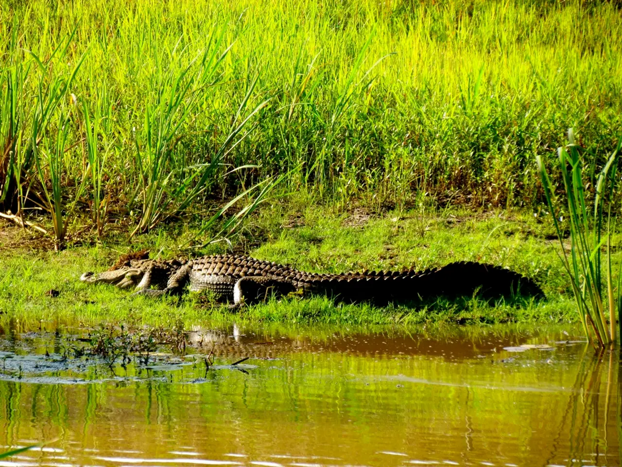 Here we can see water, crocodile, grass and plants.