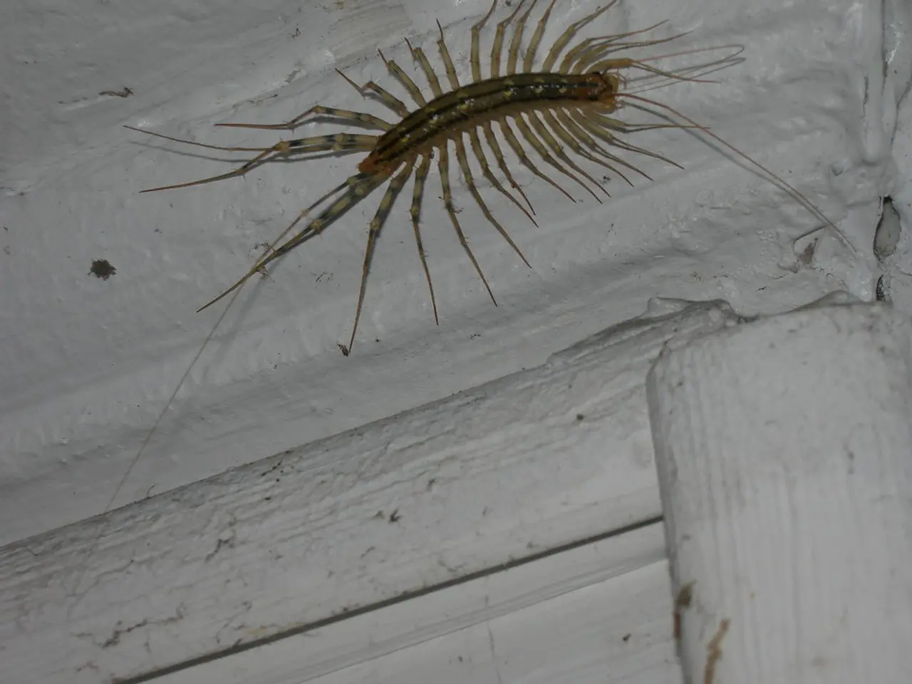 In this image there is a insect on a wall.