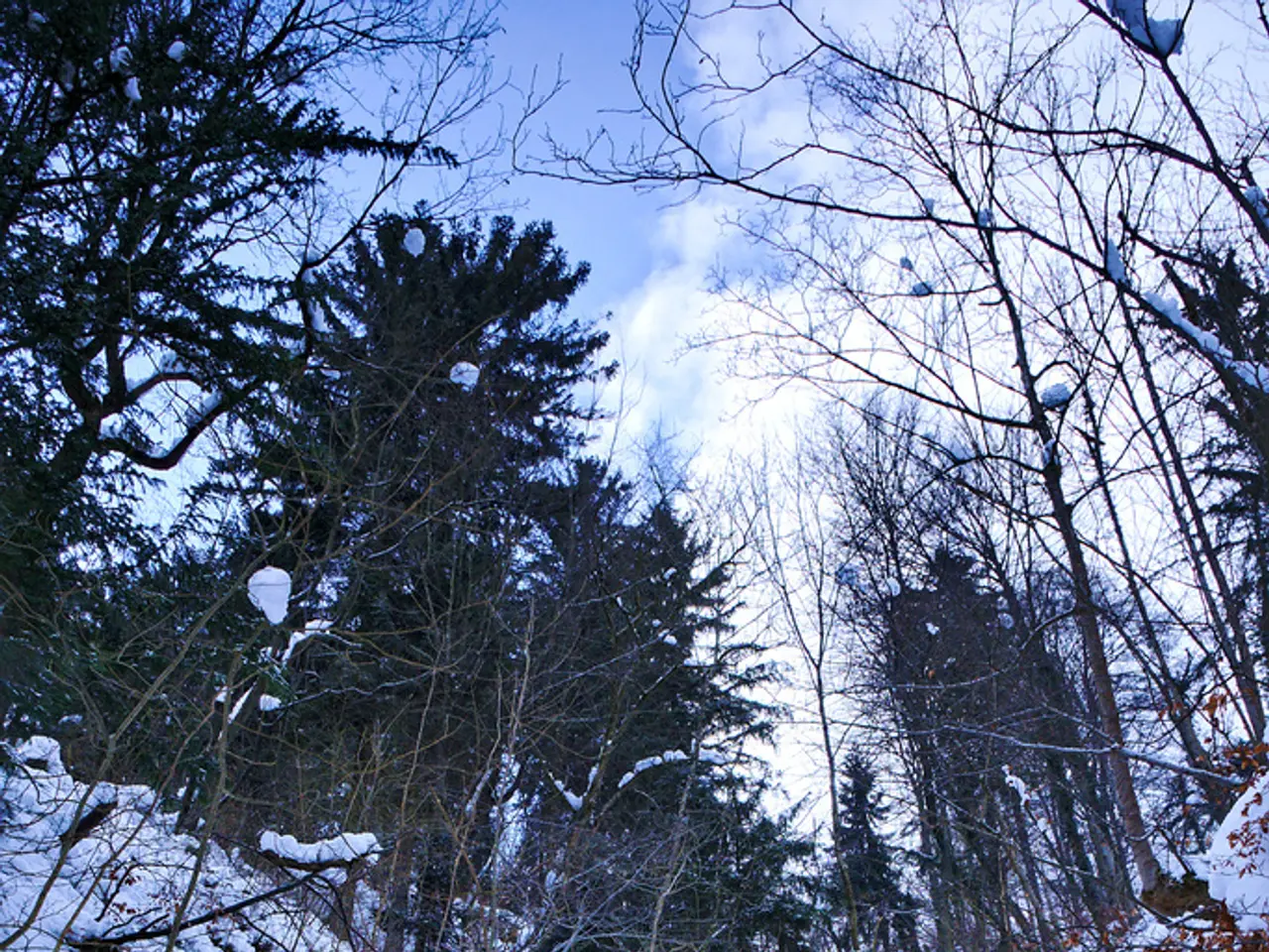 As we can see in the image there is snow, trees, sky and clouds.