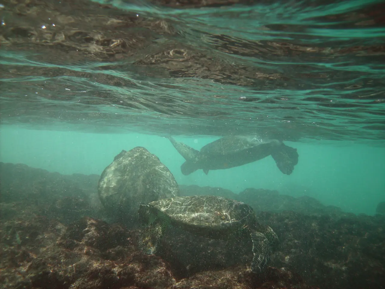 In this image we can see some turtles and rocks under the water.