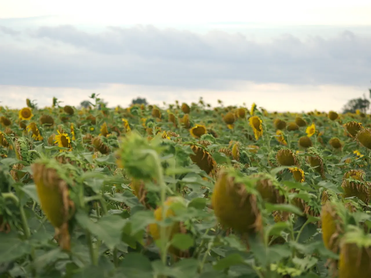 In the picture I can see the sunflower farm field. There are trees on the top right side. There are...