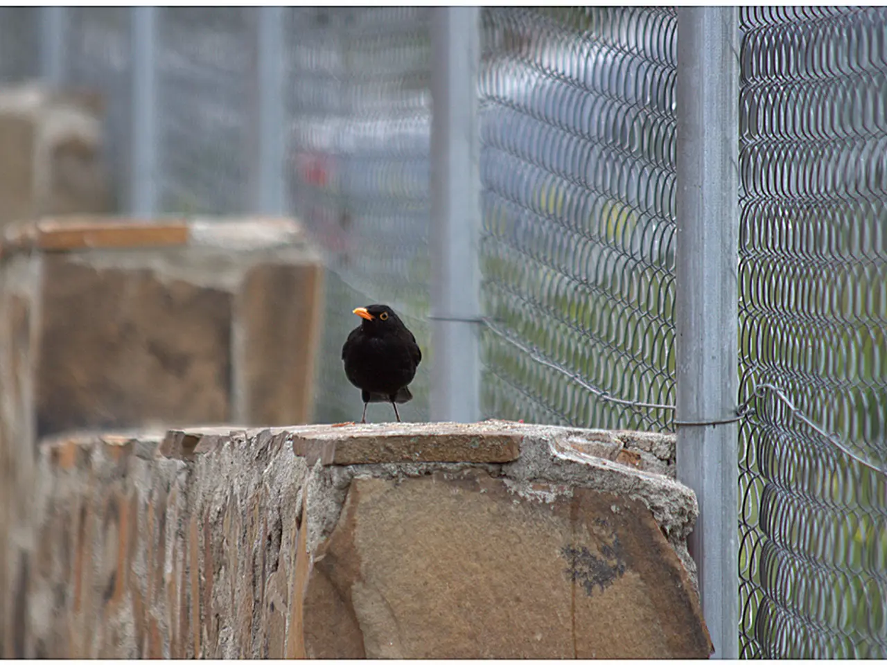 In this image in the center there is one bird on the wall, at the bottom there is wall. On the...