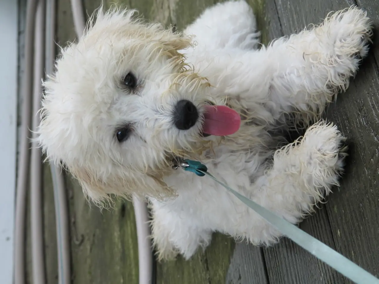 In this image there is a dog, behind the dog there is a plastic pipe.