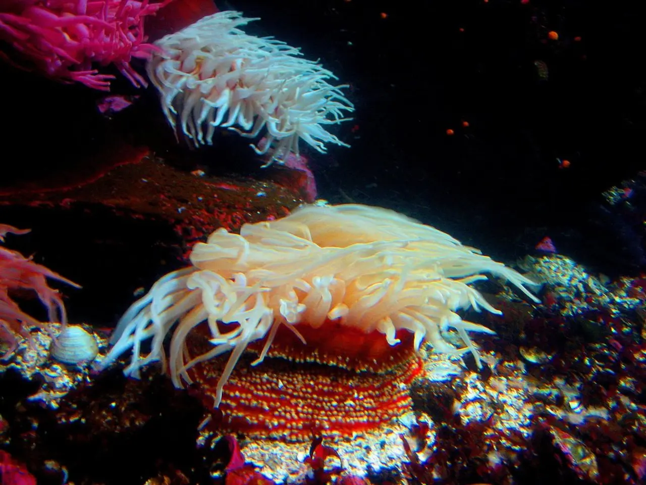 This image consists of many coral reefs and a few shells.