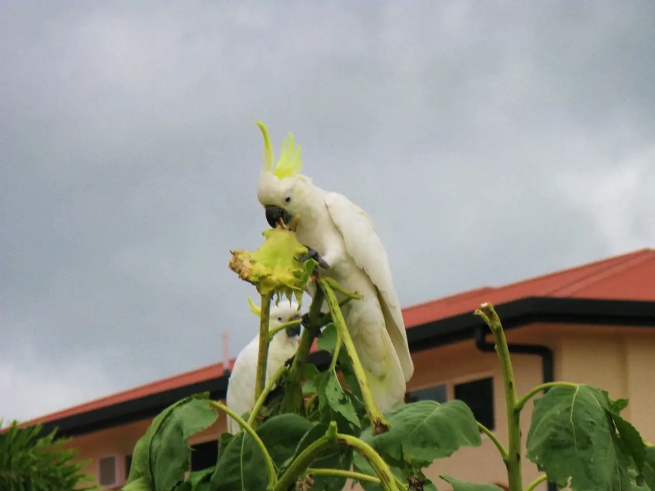 In the center of the image there are birds on the plants. In the background of the image there is...
