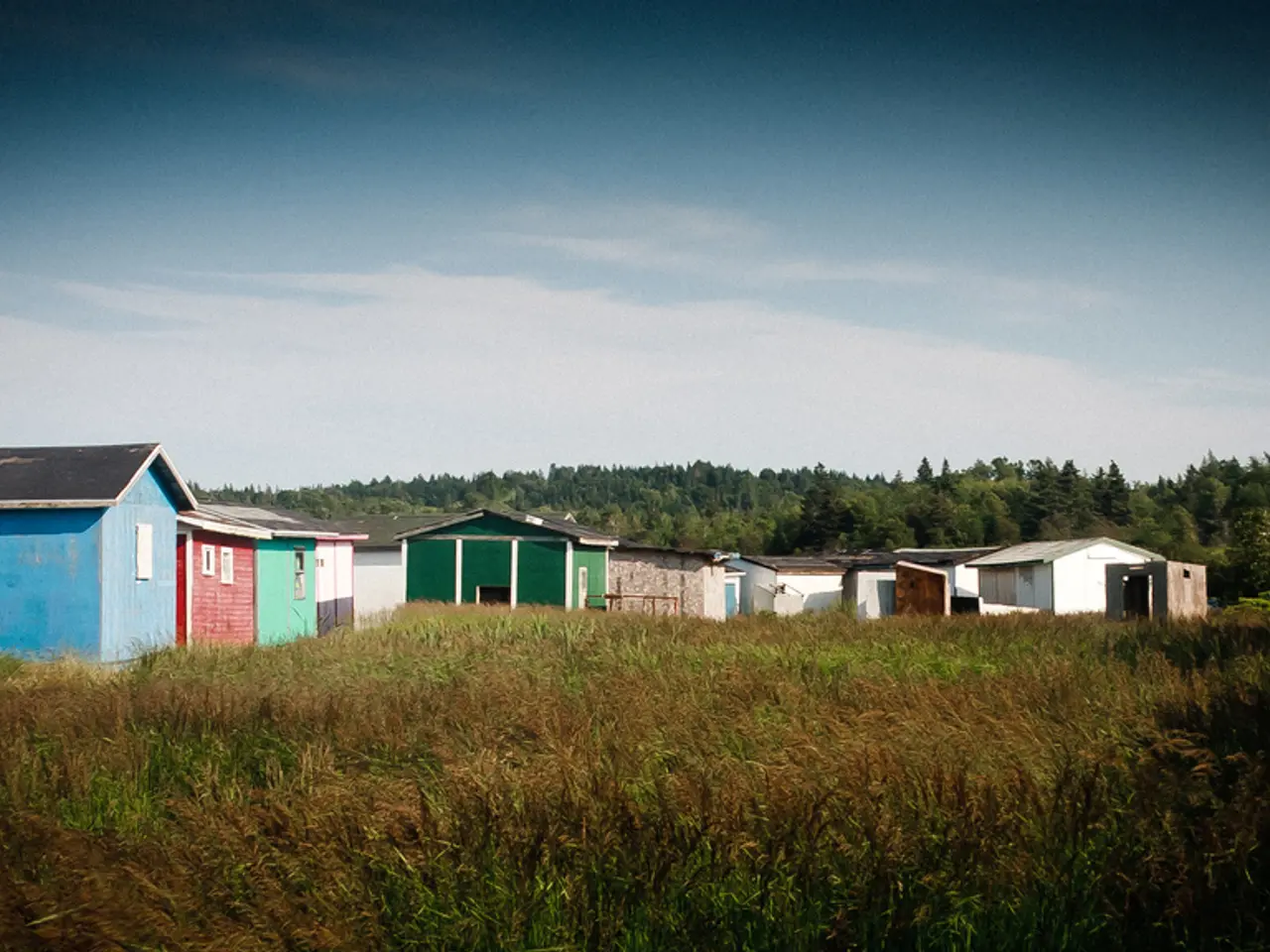 There are plants and grass on the ground. In the background, there are houses which are having...