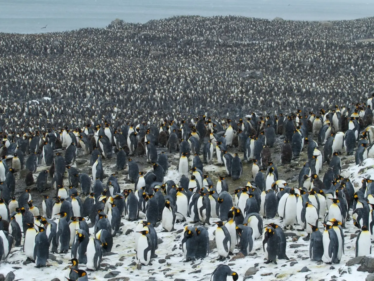 This image consists of many penguins near the ocean. In the background, we can see the ocean. At...